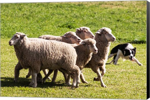 Framed Purebred Border Collie dog turning sheep Print