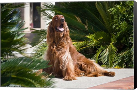 Framed Irish Setter dog surrounded by cycads Print