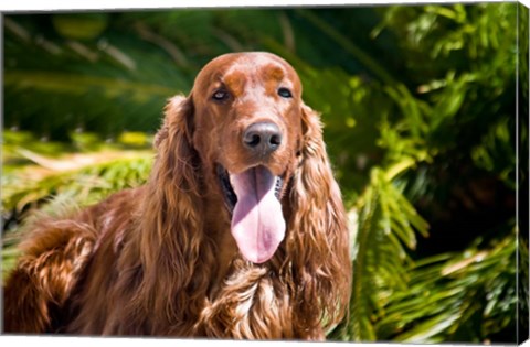 Framed Irish Setter lying surrounded by greenery Print