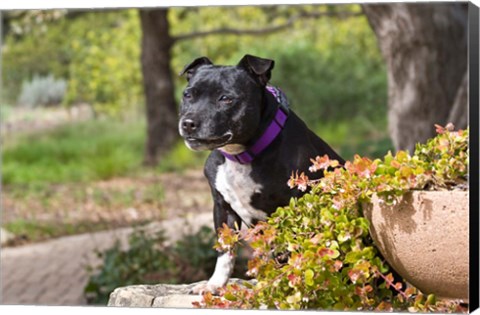 Framed Staffordshire Bull Terrier dog in a garden Print