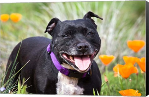 Framed Staffordshire Bull Terrier standing in a field of wild Poppy flowers Print