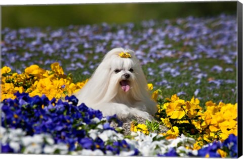 Framed USA, California Maltese lying in flowers with yellow bow Print