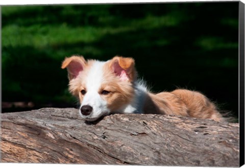 Framed Border Collie puppy dog looking over a log Print