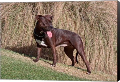 Framed American Pitt Bull Terrier dog Print