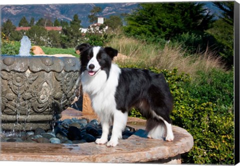 Framed Border Collie dog standing on a fountain Print