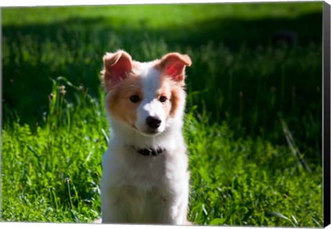 Framed Border Collie puppy dog in a field Print