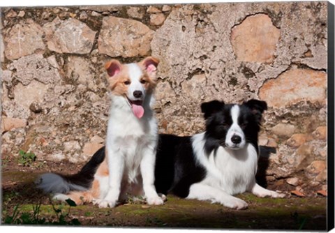 Framed pair of Border Collie dogs Print