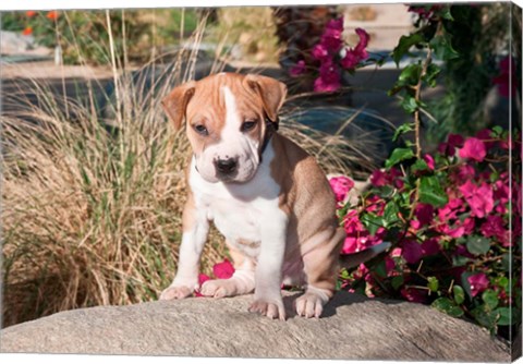 Framed American Pitt Bull Terrier puppy dog Print