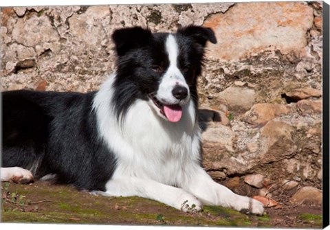 Framed Border Collie dog next to a rock wall Print