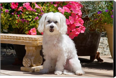 Framed USA, California Maltese sitting next to garden bench with flowers Print