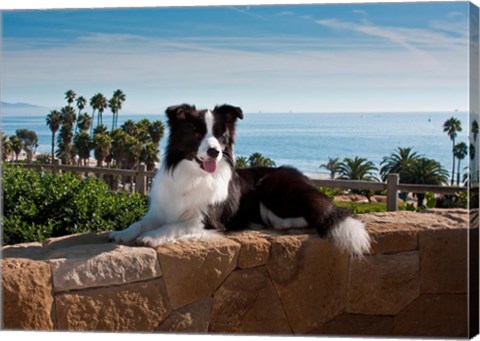 Framed Border Collie dog resting on a wall Print