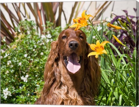 Framed Portrait of an Irish Setter sitting next to yellow flowers Print