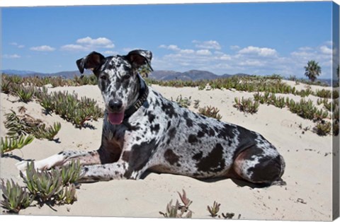 Framed Great Dane lying in the sand in Ventura, California Print