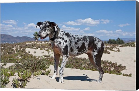 Framed Great Dane standing in sand at the Ventura Beach, California Print