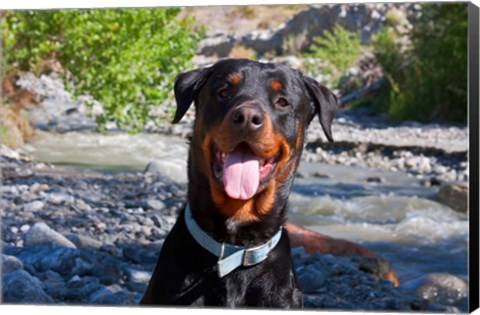 Framed USA, California Rottweiler smiling Print