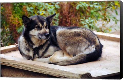 Framed Alaskan Husky dog, Denali Park, Alaska, USA Print