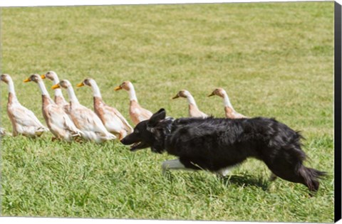 Framed Purebred Border Collie dog herding ducks Print