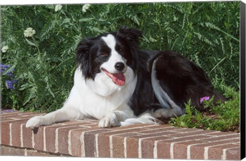 Framed Purebred Border Collie dog lying on wall Print