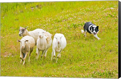 Framed Colorado, Summit County, Border Collie dog Print