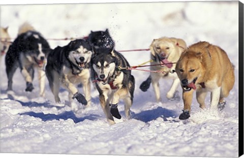 Framed Iditarod Dog Sled Racing through Streets of Anchorage, Alaska, USA Print