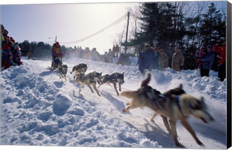 Framed Sled Dog Team Starting Their Run on Mt Chocorua, New Hampshire, USA Print