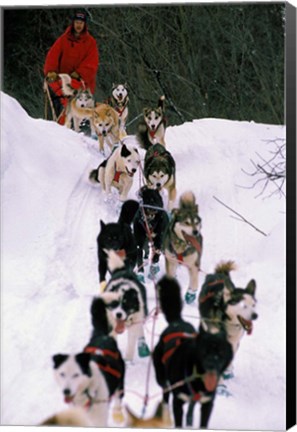 Framed Dog Sled Racing in the 1991 Iditarod Sled Race, Alaska, USA Print