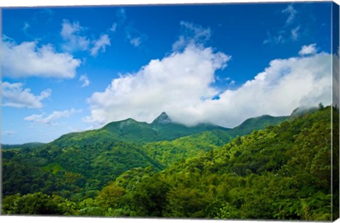 Framed Puerto Rico, El Yunque National Forest, Rainforest Print