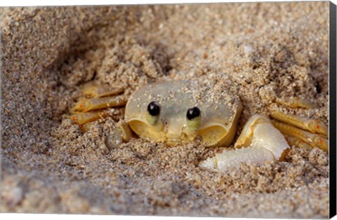 Framed Emerald Beach Sand Crab, Lindergh Bay, St Thomas, US Virgin Islands, Caribbean Print