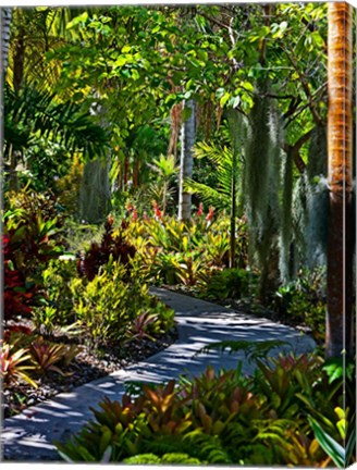 Framed Nature Trail in Charlestown on Nevis, West Indies Print