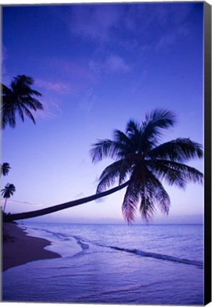 Framed Palm tree, Coconut Grove beach, Cade&#39;s Bay, Caribbean Print