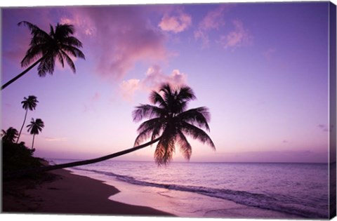 Framed Palm Trees at Sunset, Coconut Grove Beach at Cade&#39;s Bay, Nevis, Caribbean Print