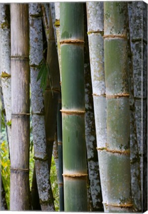 Framed Bamboo, Jardin De Balata, Martinique, French Antilles, West Indies Print