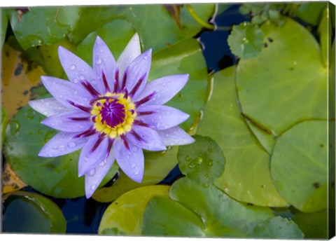 Framed Blue Water Lily, Jardin De Balata, Martinique, French Antilles, West Indies Print