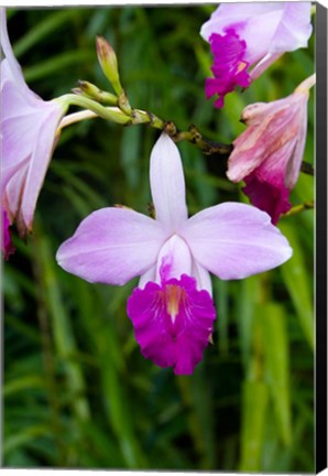 Framed MARTINIQUE, West Indies Bamboo orchid, Balata Garden Print