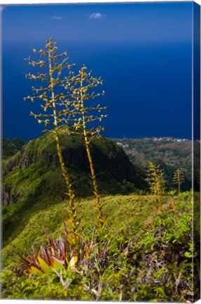 Framed Martinique, West Indies, Agave on Ridge, Mt Pelee Print