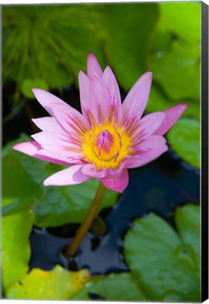 Framed Martinique, West Indies, Water lily flower Print