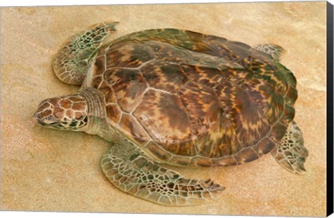 Framed St Vincent, Grenadines Old Hegg Turtle Sanctuary Print