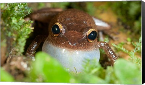 Framed Common coqui frog, El Yunque NF, Puerto Rico Print