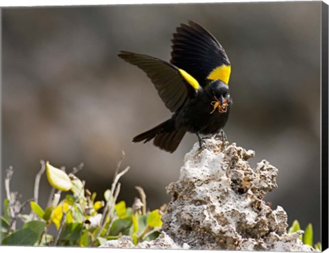 Framed Yellow shouldered blackbird, Mona Island, Puerto Rico Print