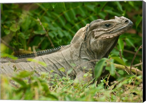 Framed Ground Iguana lizard, Pajaros, Mona Island, Puerto Rico Print