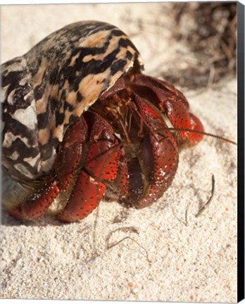 Framed Caribbean hermit crab, Mona Island, Puerto Rico Print