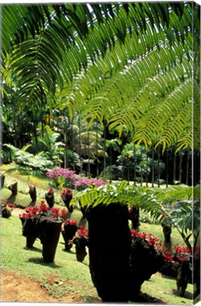 Framed Tropical Plants at the Pitons du Carbet, Martinique, Caribbean Print