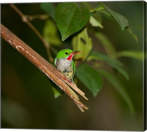 Framed Puerto Rican Tody, Bird, El Yunque NF, Puerto Rico Print