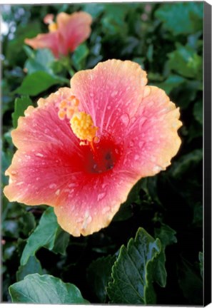 Framed Hibiscus Flower in Bloom, St Kitts, Caribbean Print