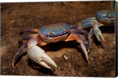 Framed Blue Crab, served in local restaurants, Old San Juan Print