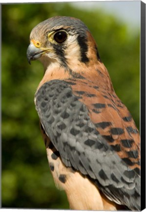 Framed USVI, St Croix, Rescued American kestrel bird Print