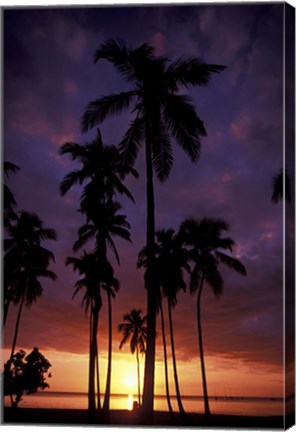 Framed Palm Trees at Sunset, Puerto Rico Print