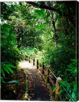 Framed Puerto Rico, Luquillo, El Yunque National Forest path Print