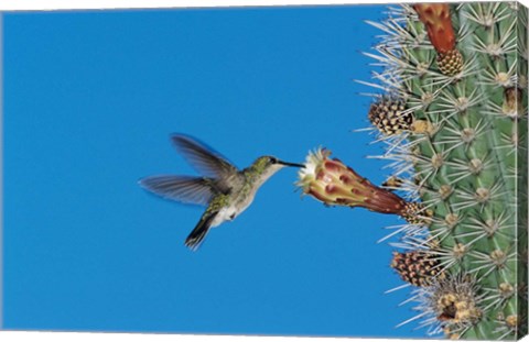 Framed Antillean Mango Hummingbird, Bosque Estatal De Guanica, Puerto Rico Print