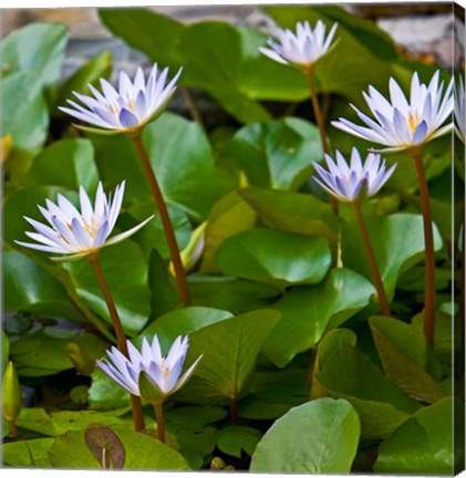 Framed Pygmy Water Lily flower Print